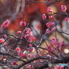 花　紅梅