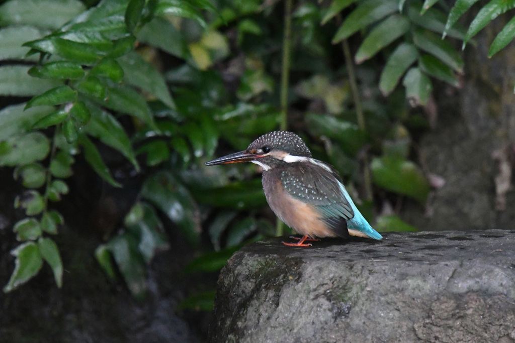 都市庭園のカワセミ　修行中