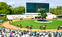 京都競馬場パドック