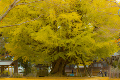 autumn　yellow