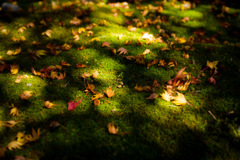 8DC2E753-DD4F-490C-88B3-51E1D5B9979D