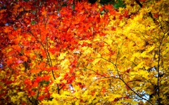 F6E99F9A-C289-4886-A746-20B5DFE3C15D