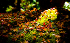 5D2D2C59-20DD-4132-BCD8-7A8FE1CED0C9