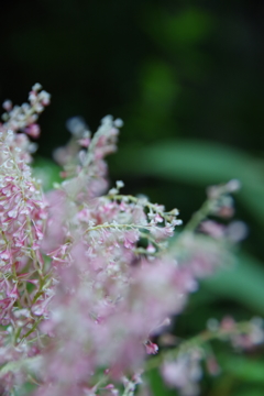 ピンクの花