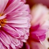 冬 枯 花
