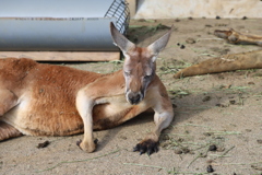 アカカンガルー1