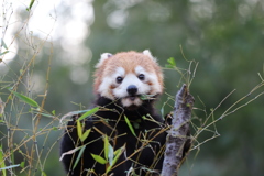 レッサーパンダ1