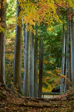 古刹の紅葉