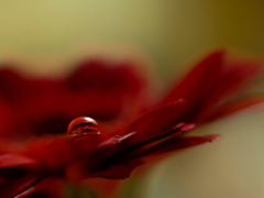 滴の中の花芯