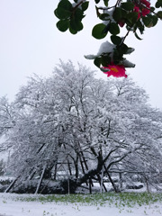 雪椿と大桜