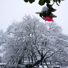 雪椿と大桜
