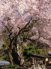 春爛漫 六地蔵