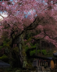 六地蔵と垂れ桜