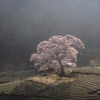 光纏う