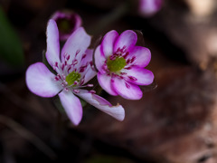 花 親子