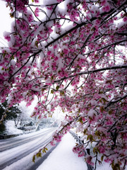 綿帽子かぶる桜