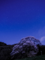 夜桜