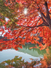 紅葉