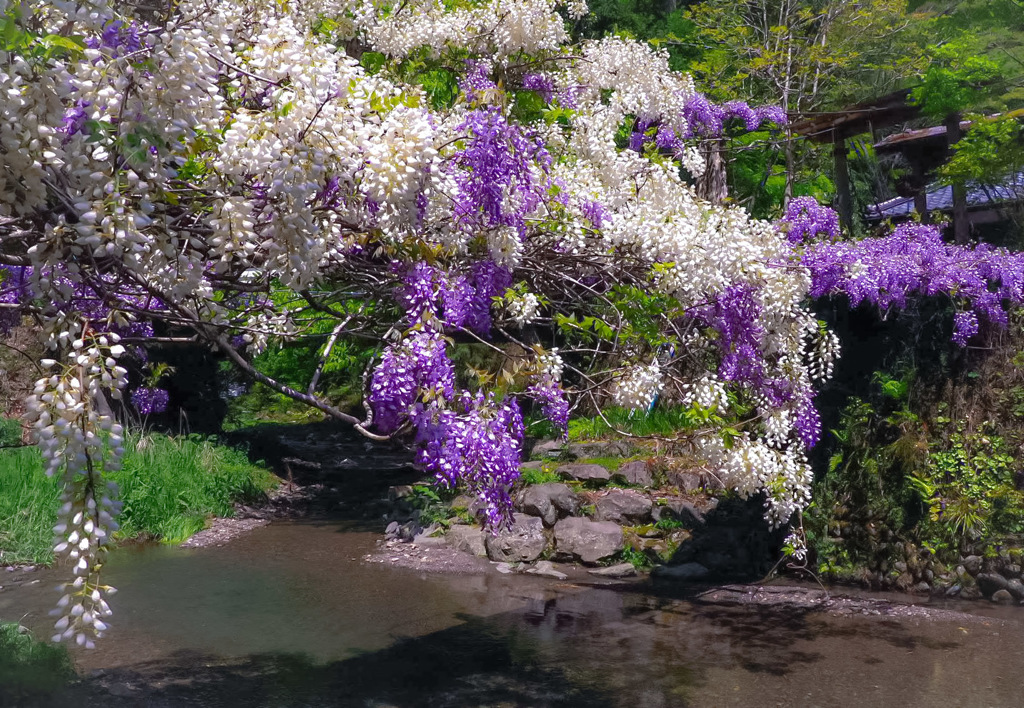藤の吊り橋