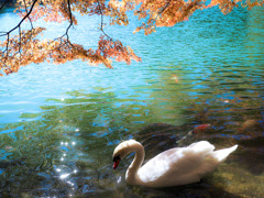 白鳥の湖