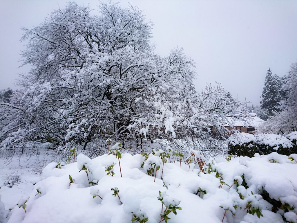 雪化粧の五大桜