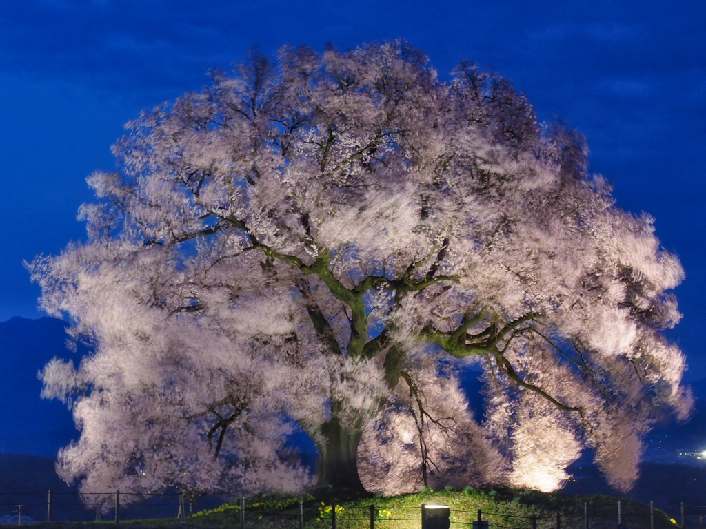 孤高の一本桜