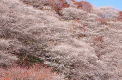 小原四季桜
