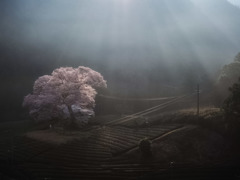 朝靄の一本桜