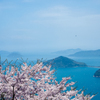 しまなみに桜舞う