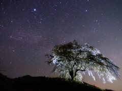 星空の地蔵桜