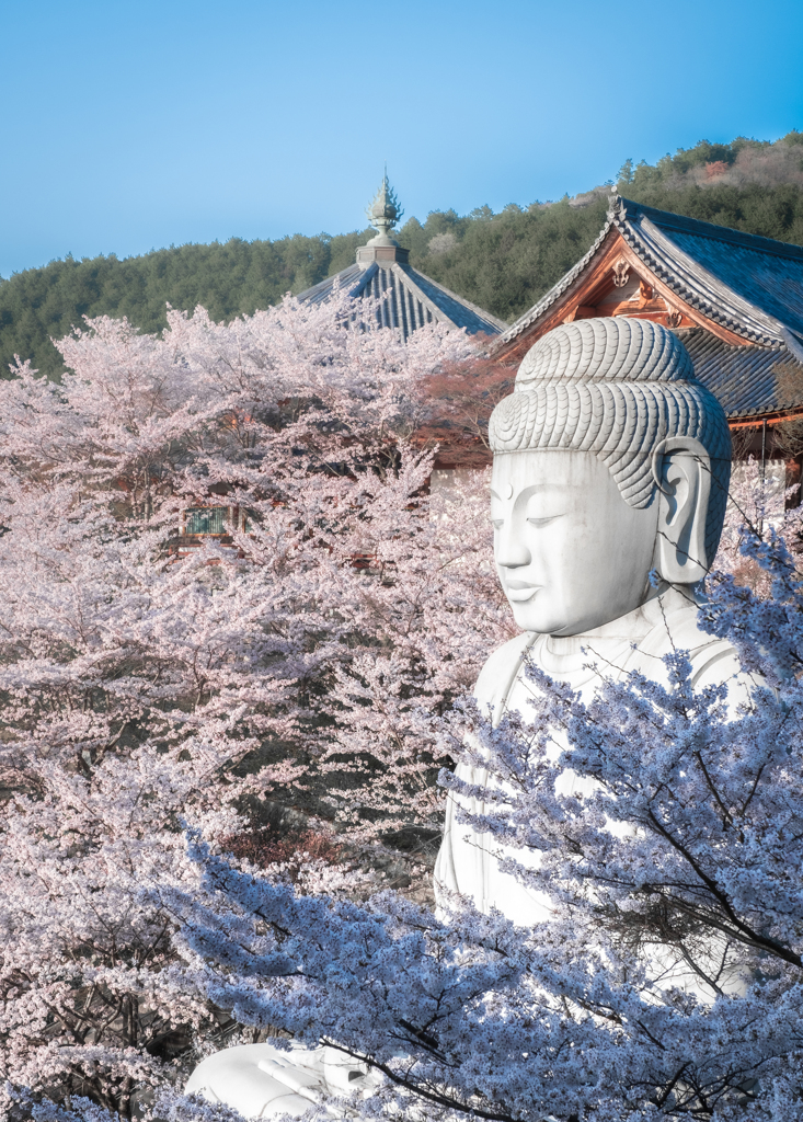 壺阪寺の桜大仏