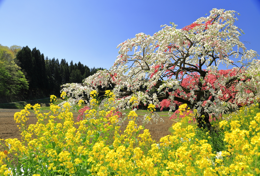 菜の花とシダレモモ