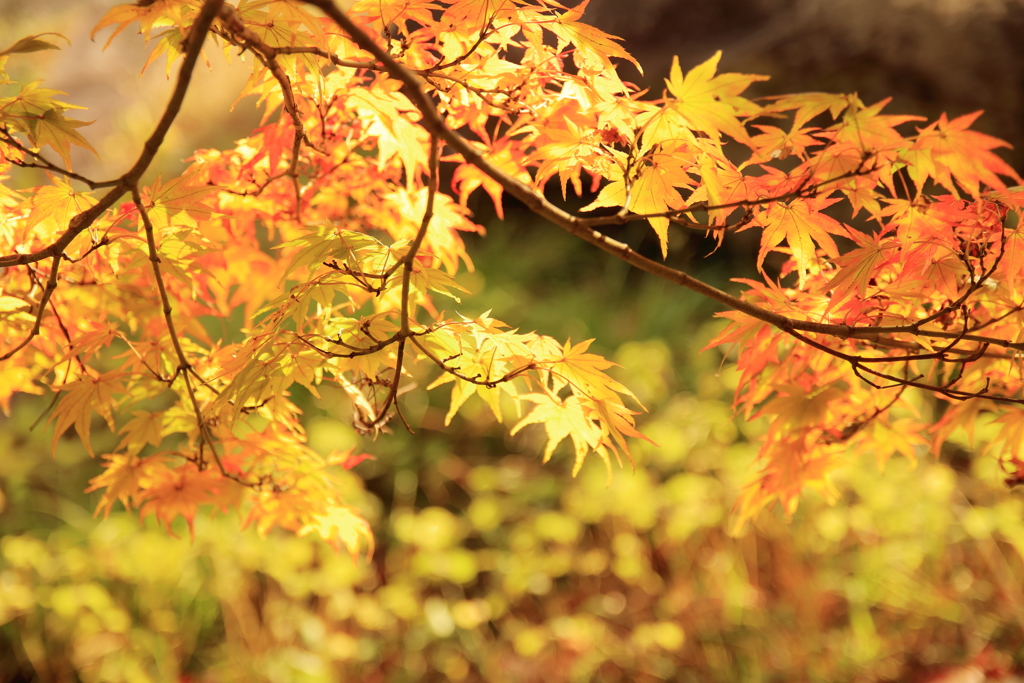 紅葉狩り②