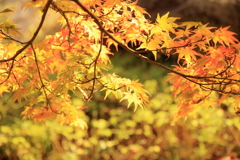 紅葉狩り②