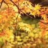 紅葉狩り②