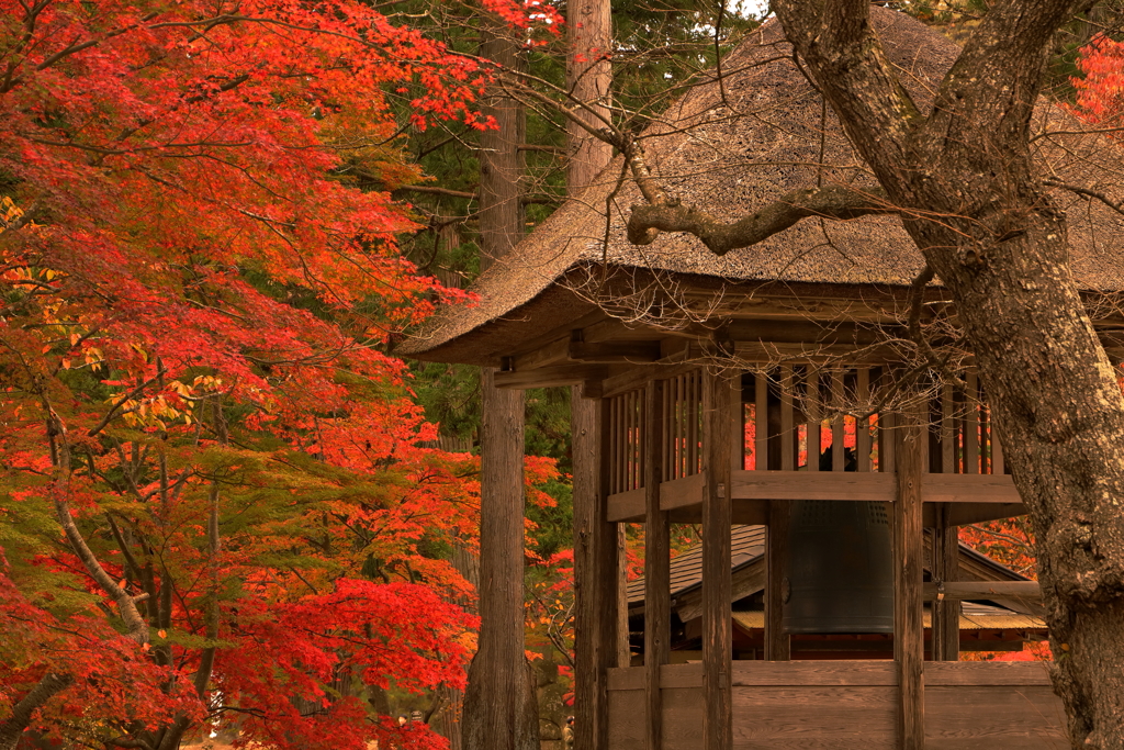 毛越寺・・紅葉と鐘楼