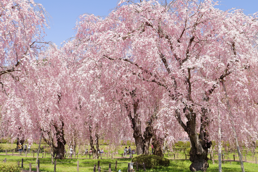 満開のしだれ桜