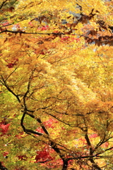 紅葉狩り③