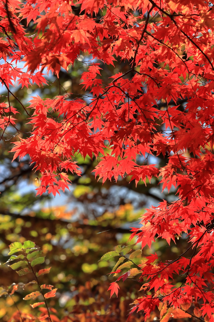 紅葉狩り①