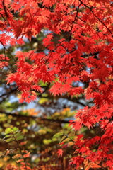 紅葉狩り①