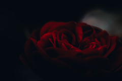 高貴な薔薇3