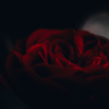 高貴な薔薇3
