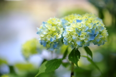 ご近所の紫陽花1