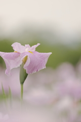 花菖蒲
