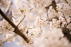 桜・今年も満開