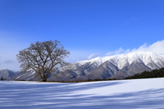 小岩井一本桜