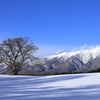 小岩井一本桜