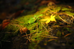 晩秋