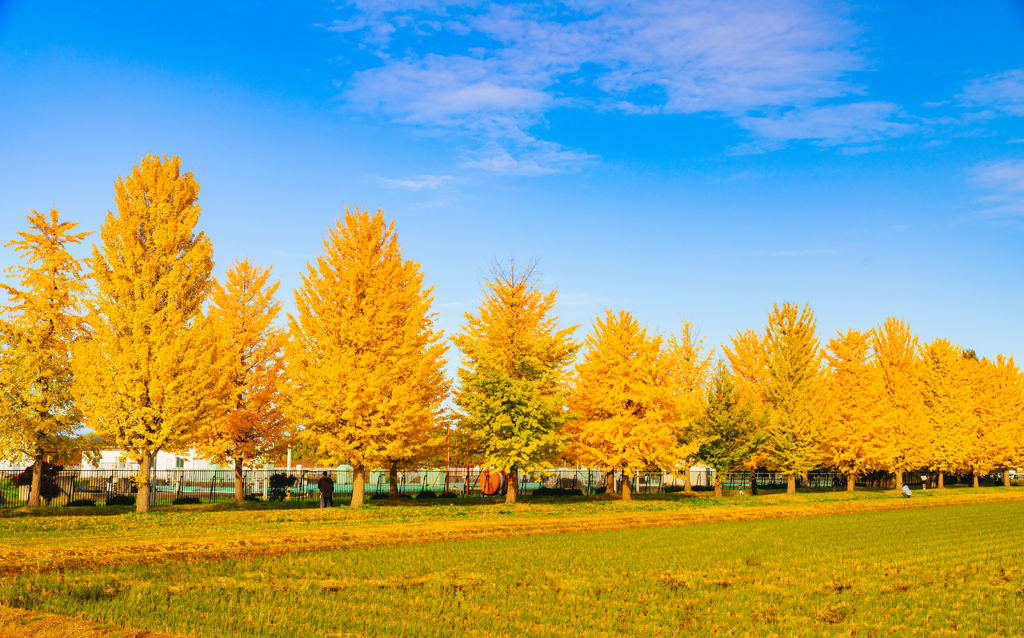 イチョウ並木➀