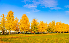 イチョウ並木➀